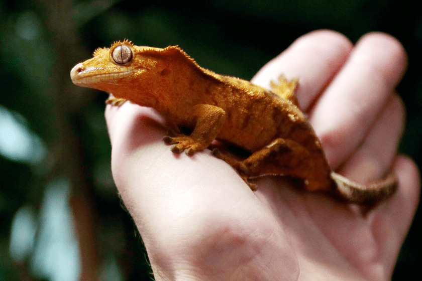 Crested Gecko Lizard