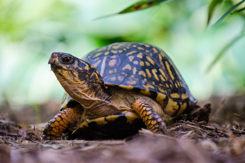 Eastern box turtle