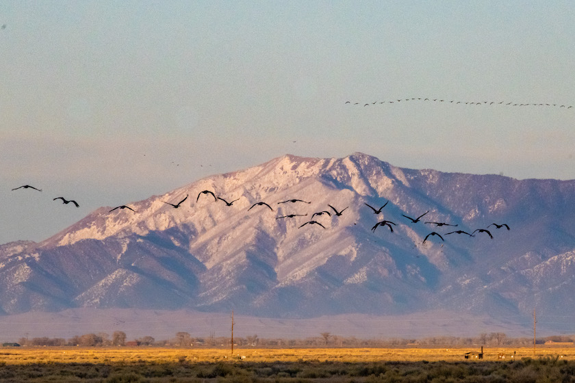 sandhill crane hunting states