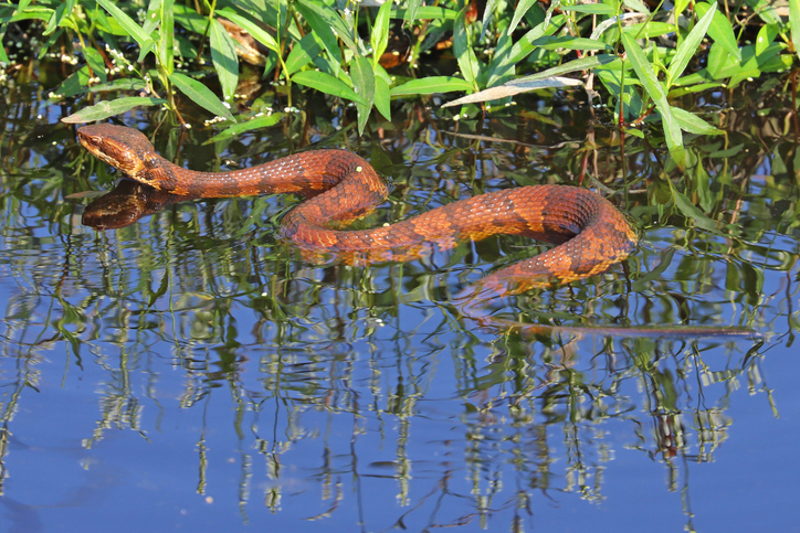 Aquatic Snakes