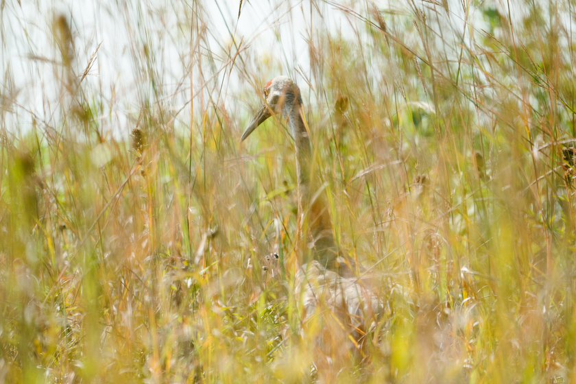 sandhill crane hunting states