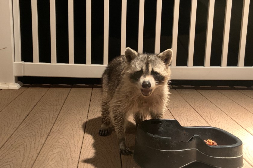 Raccoon stealing some cat food on the back porch.