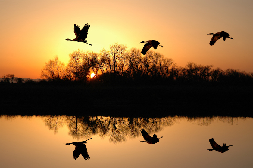 sandhill crane hunting states