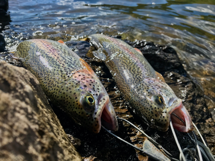 Rainbow Trout at Lake Shore During Fishing Experience Series