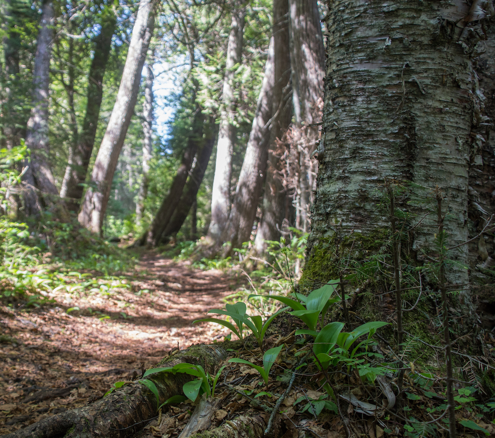 Macro images of the forest floor on Isle Royale National Park