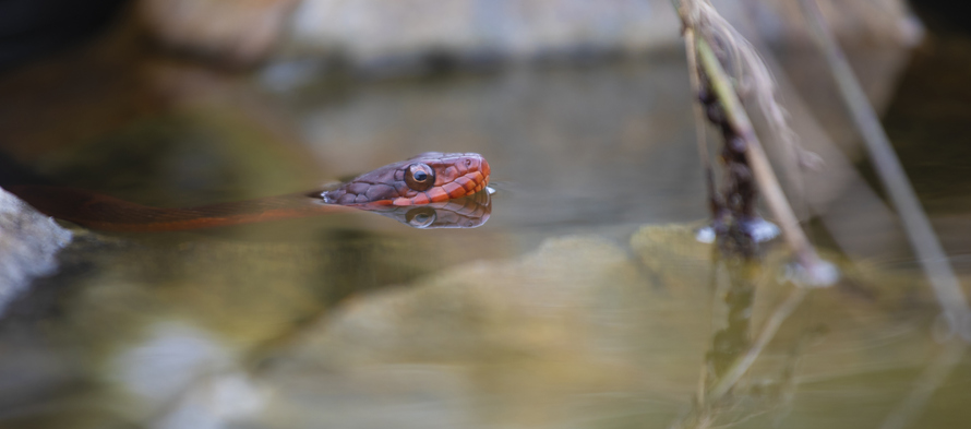 Aquatic Snakes