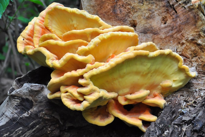 Edible mushrooms growing on a tree.