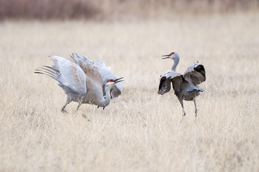 sandhill crane hunting states