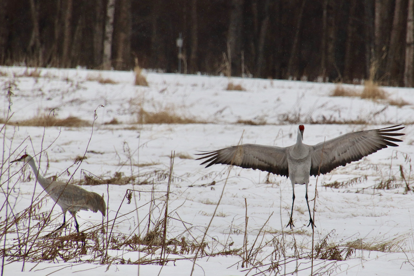 sandhill crane hunting states