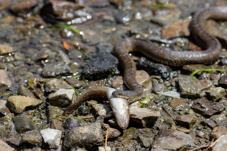 Aquatic Snakes