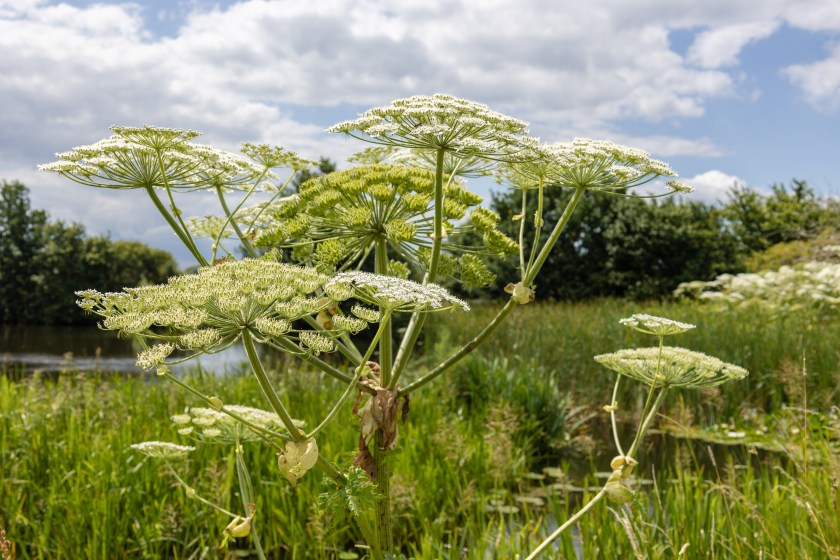 The hogweed a huge plant with large white parasol-like flowers, a dangerous plant for humans that can suffer severe burns from it.