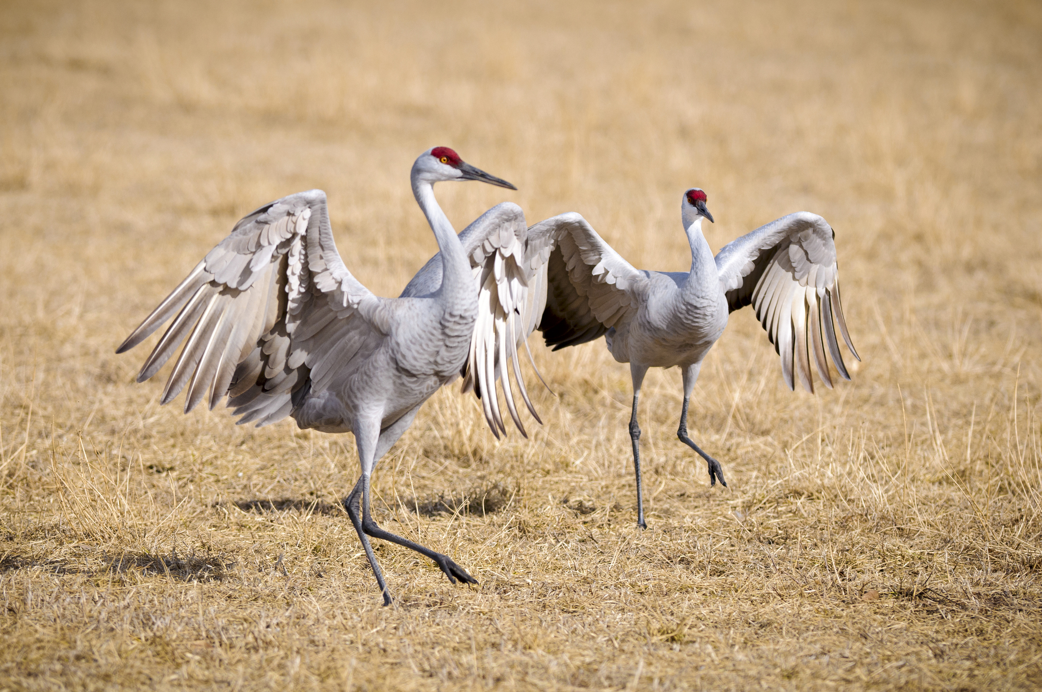 sandhill crane hunting states