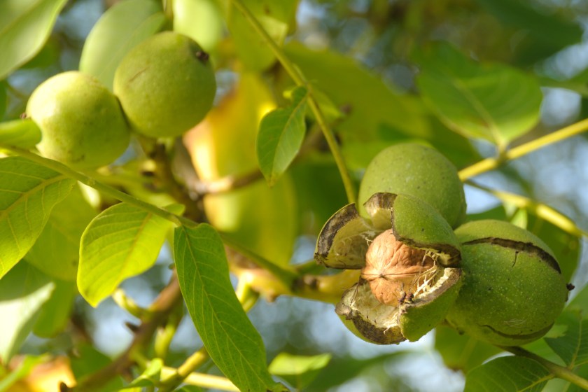 Wild walnuts on tree.