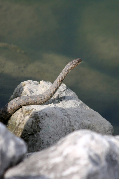 Aquatic Snakes