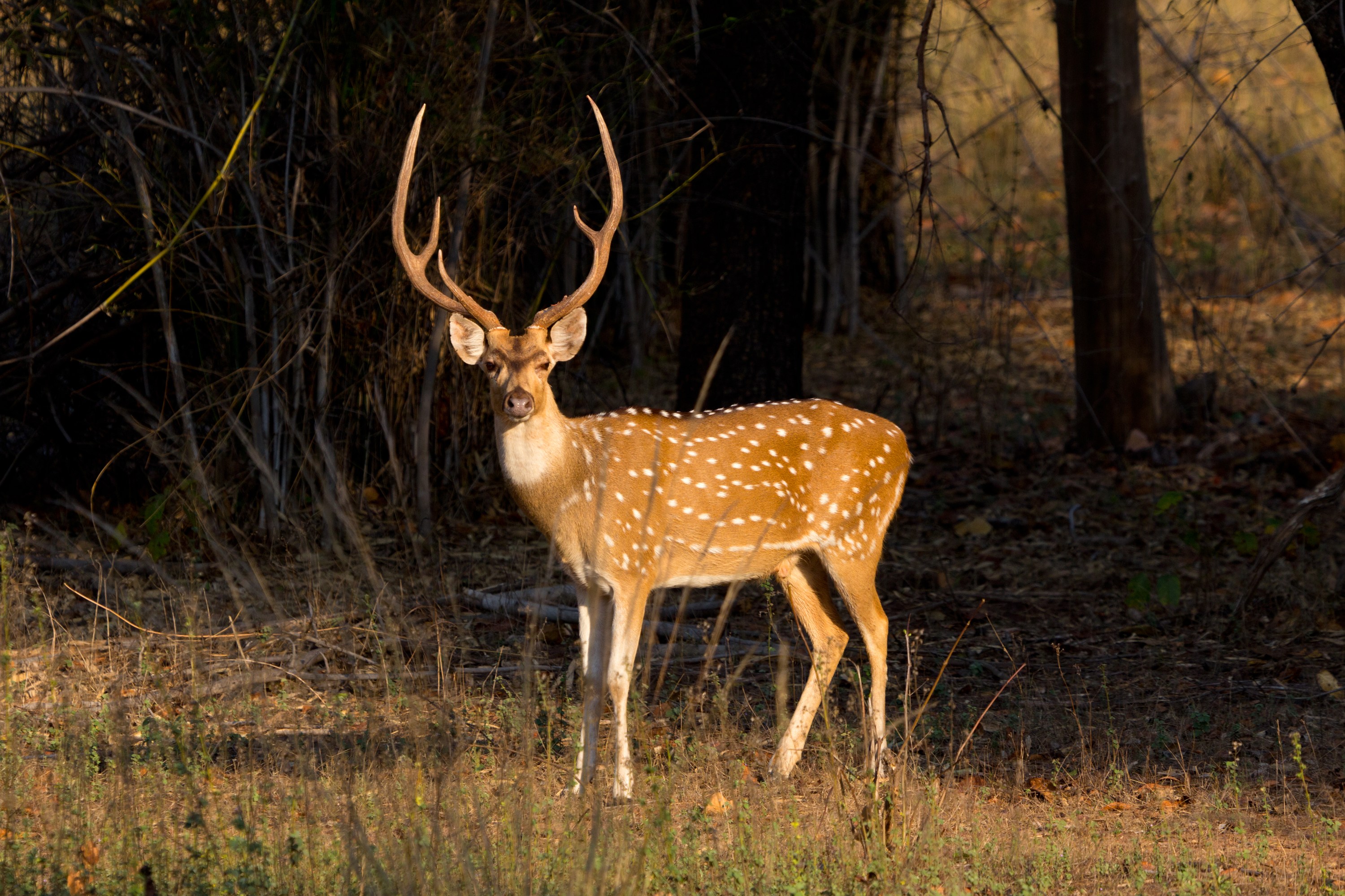 Invasive Axis Deer Impact in the U.S. and How to Hunt Them