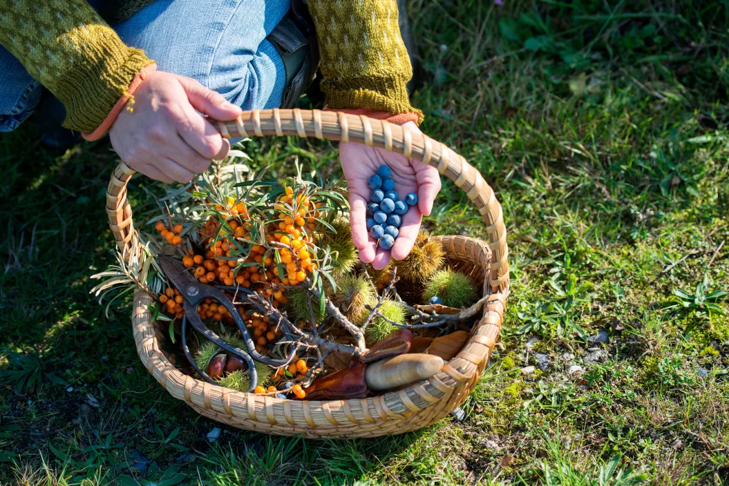 person foraging for wild edibles