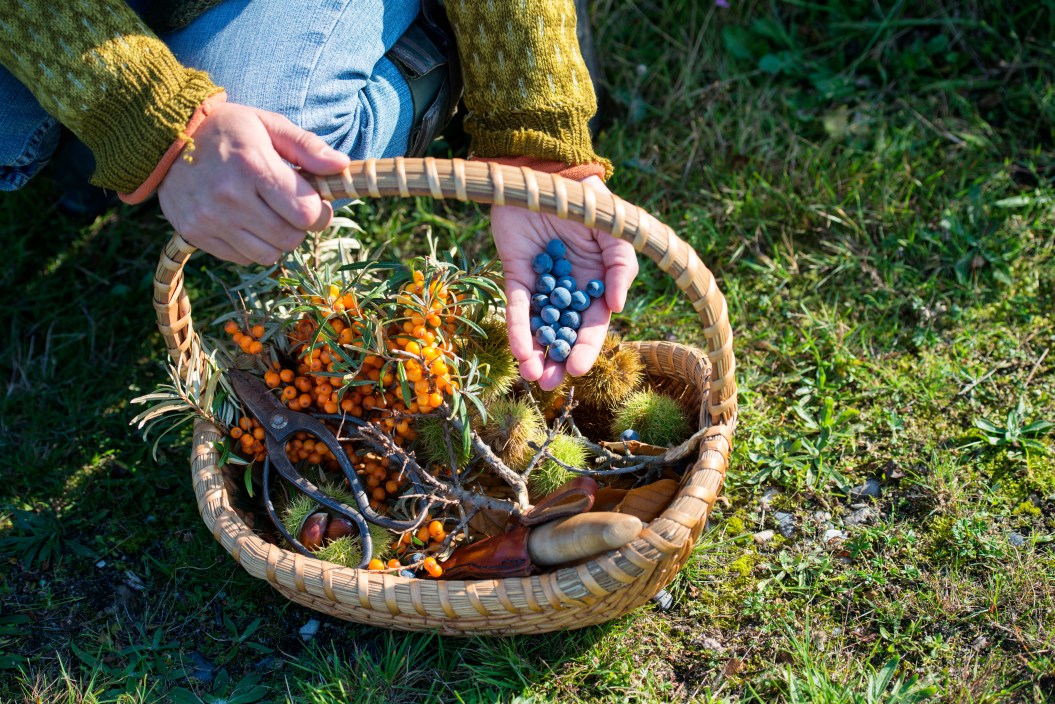person foraging for wild edibles