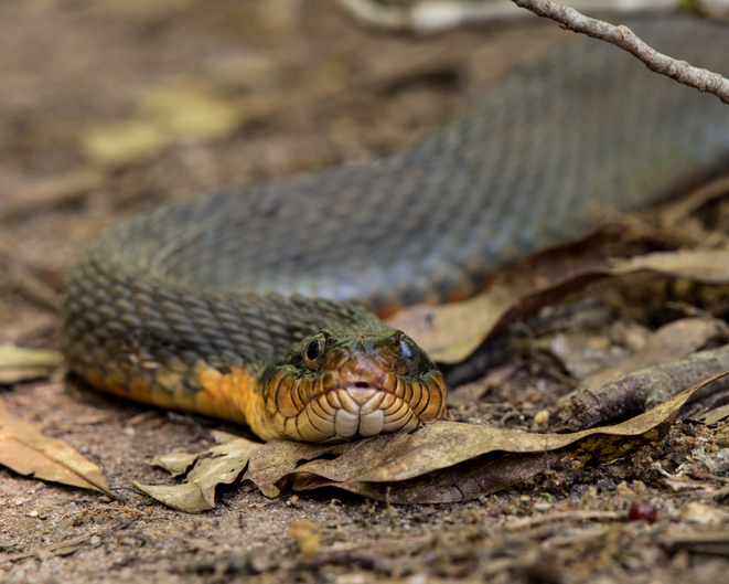 Aquatic Snakes