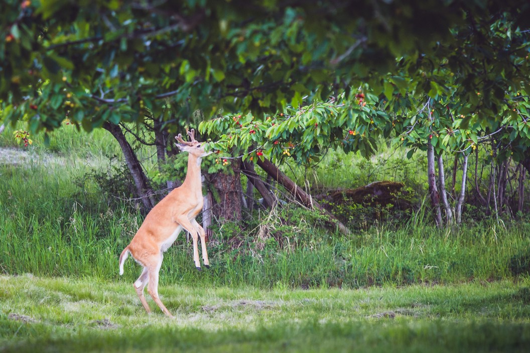 A young and hungry deer buck eating from low hanging branches of a cherry tree. Deer is standing on his hind legs. A young doe is walking nearby.