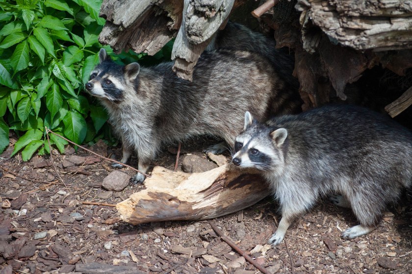 Raccoons looks out from under a wood.