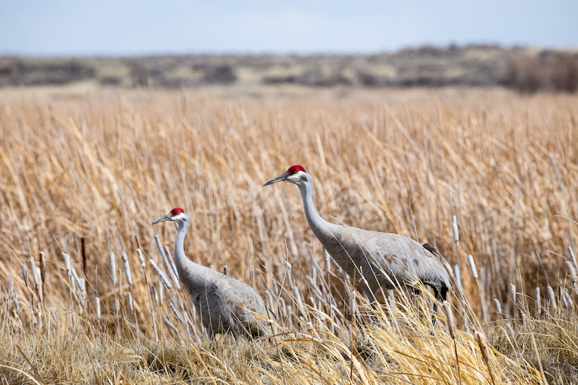 sandhill crane hunting states