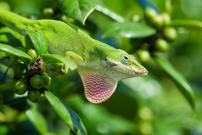 Green anole lizard