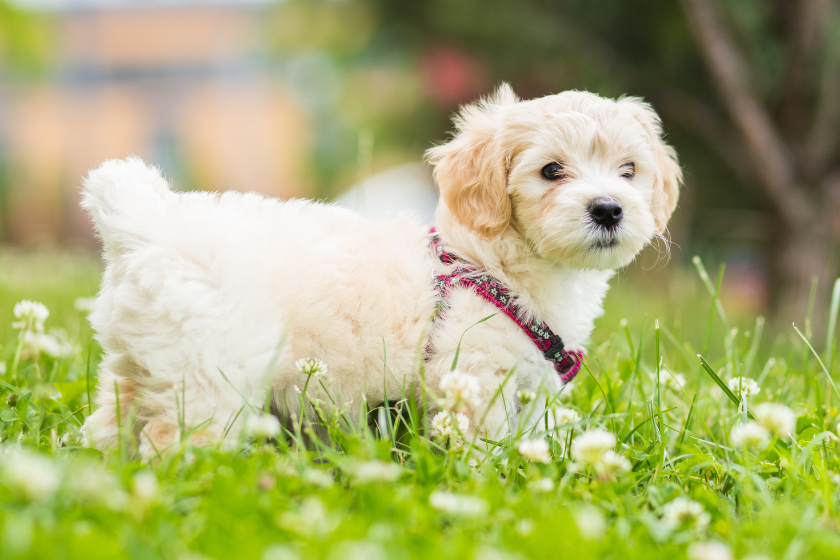 Havanese puppy in a field