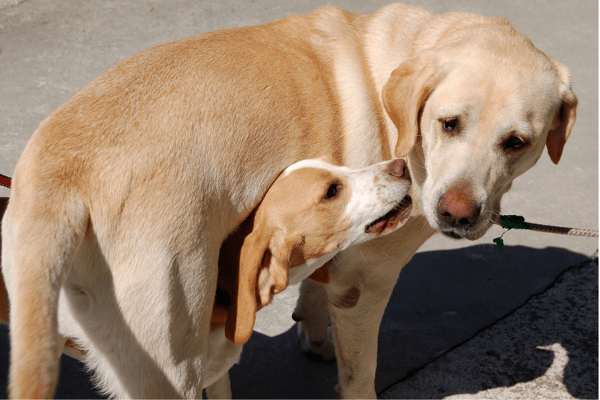 puppy licks dogs face