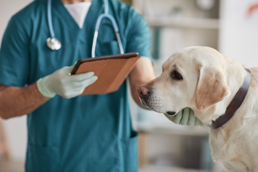 a vet checks out a dog