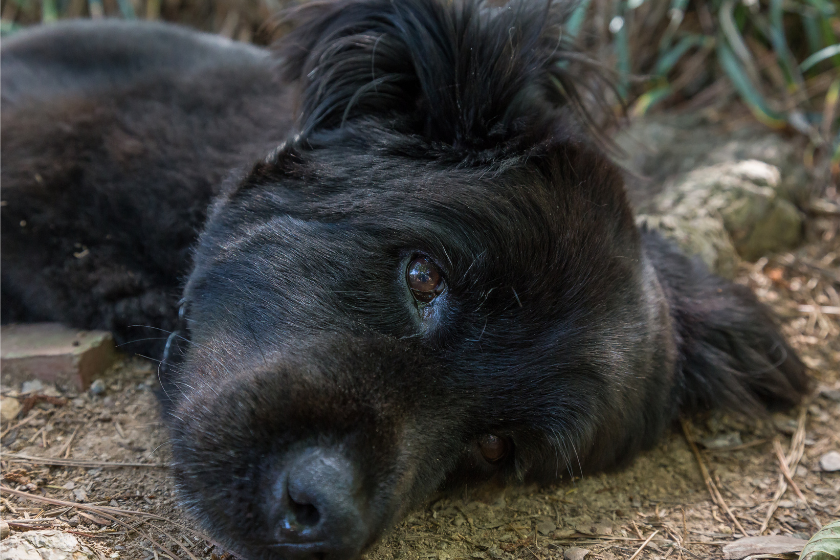 a black dog lays on the ground