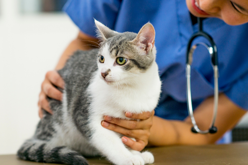 kitten gets examined by a vet