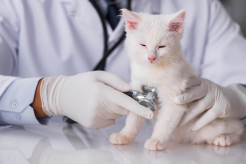 vet listens to kittens heart