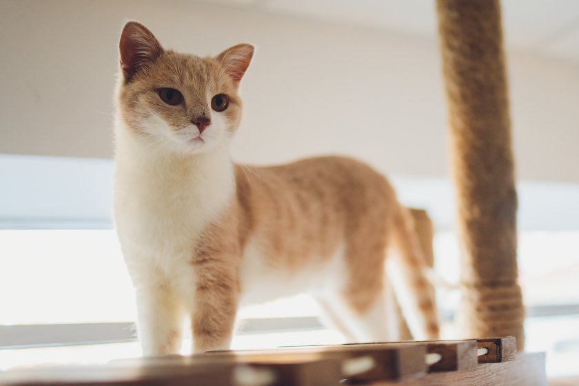 Munchkin cat