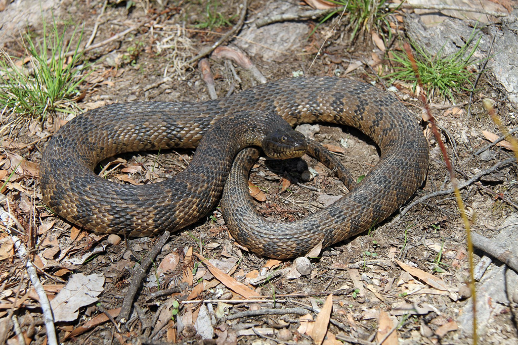 Aquatic Snakes