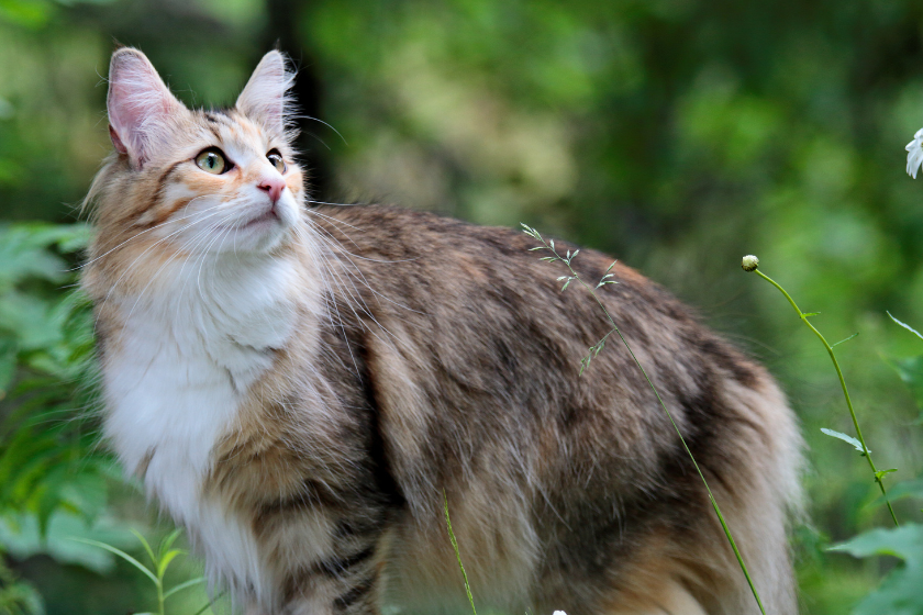Norwegian forest cat in forest