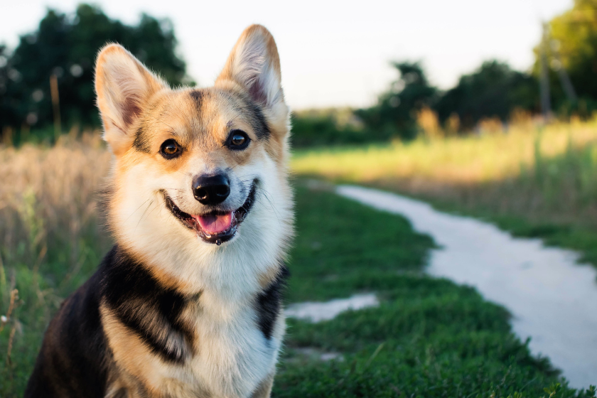 Smiling corgi in field