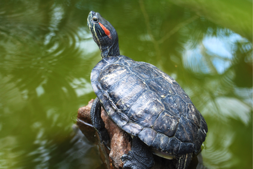 Red-eared slider turtle