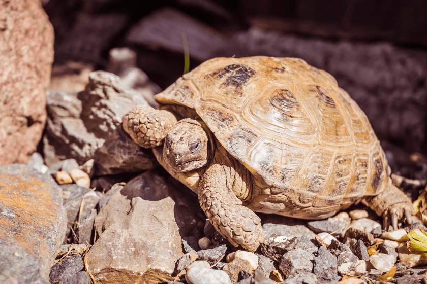 Russian Tortoise