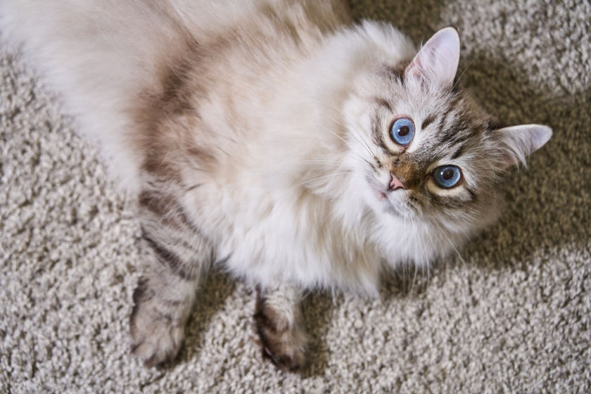 Siberian cat