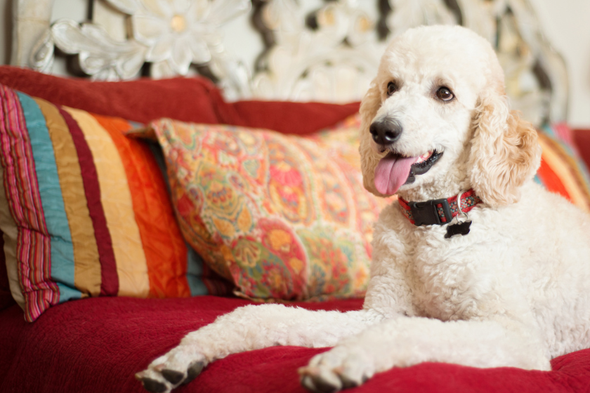 Standard poodle laying down