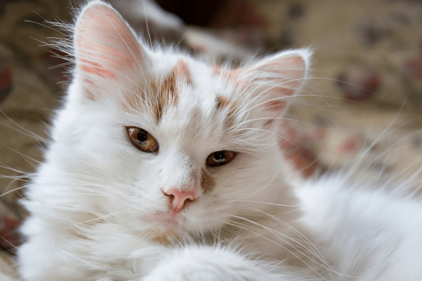 Turkish Van cat