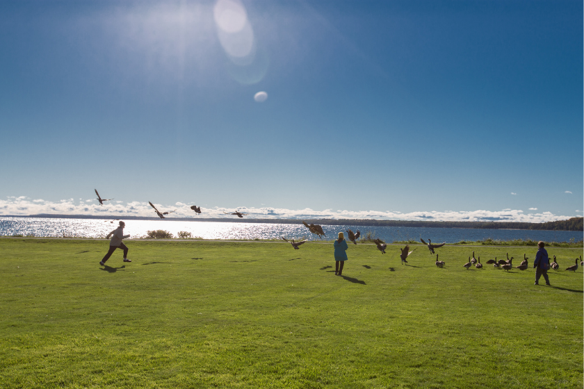 Children chasing birds (seagulls) on Mackinac Island, Michigan.