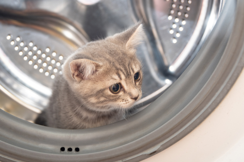 kitten hiding in laundry