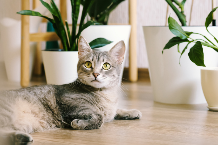 cat near houseplants