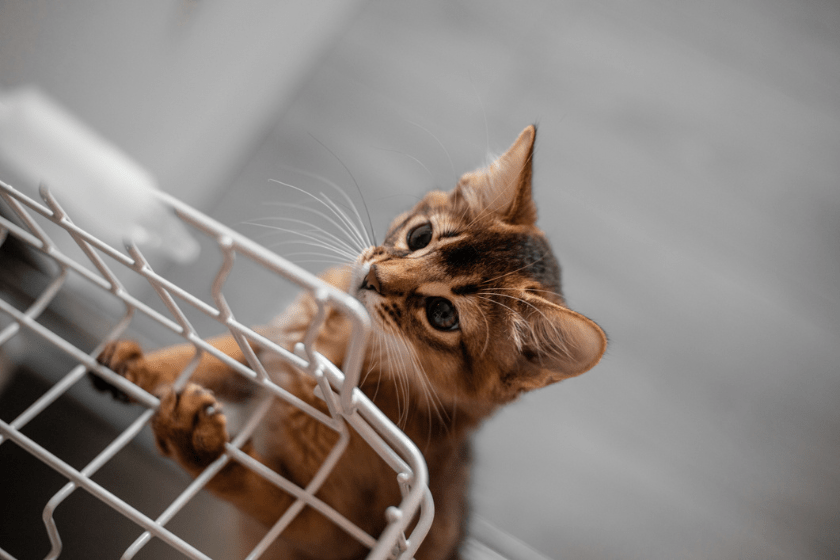 How to Kitten Proof Your Home in 10 Simple Steps
