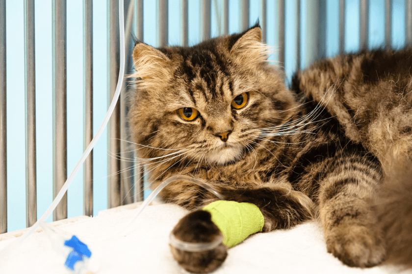 cat in cage with IV