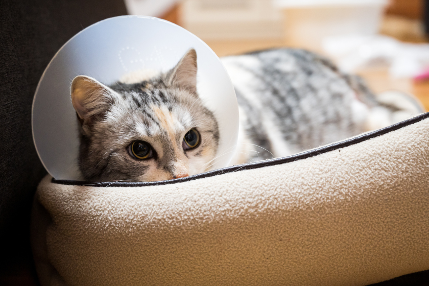 cat throwing up white foam