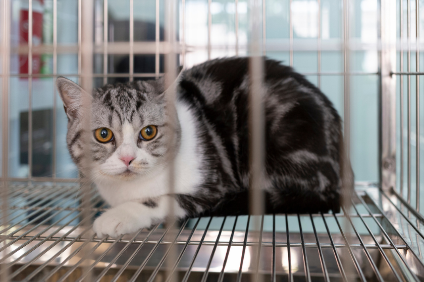 cat in kennel