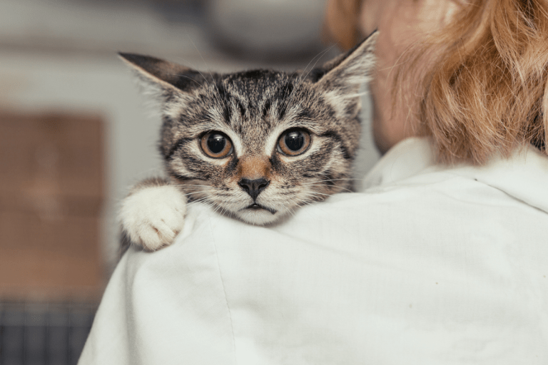Cat Throwing Up White Foam 5 Reasons Why Cats Vomit