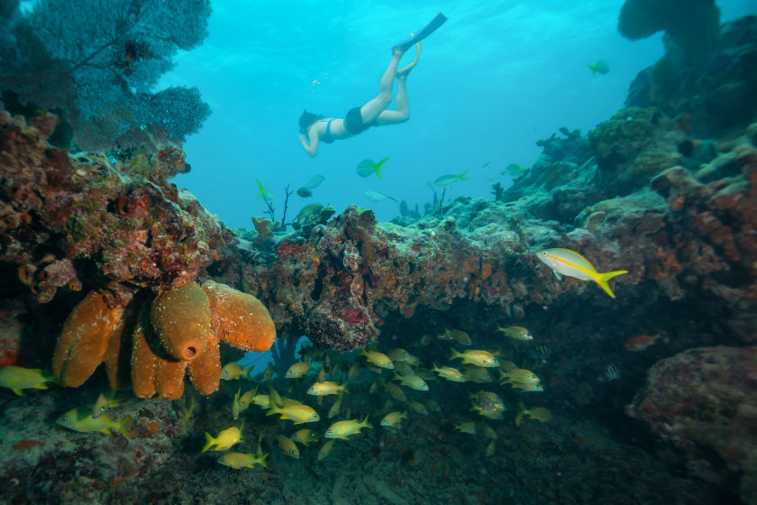 Adventurous girl snorkeling in the ocean coral reef. Located near Key West, Florida, United States.